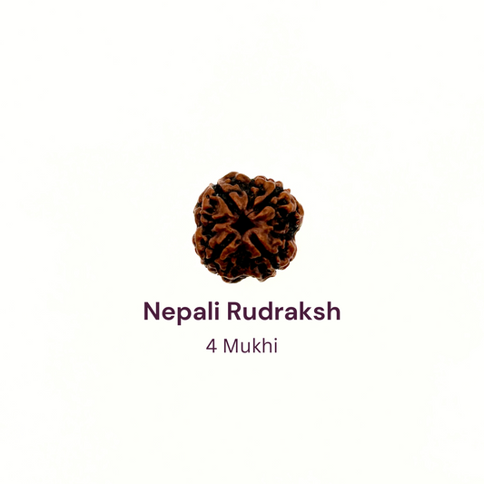 4 Mukhi Rudraksh Bead Natural Nepali