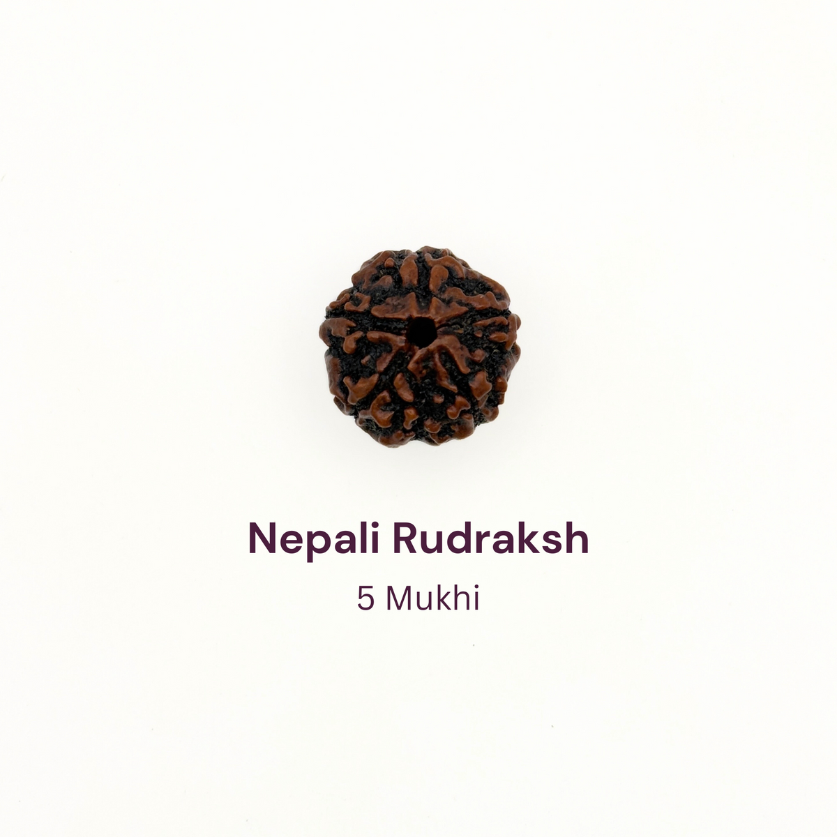 5 Mukhi Rudraksh Bead Natural Nepal Origin