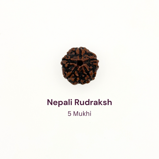 5 Mukhi Rudraksh Bead Natural Nepal Origin