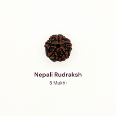 5 Mukhi Rudraksh Bead Natural Nepal Origin