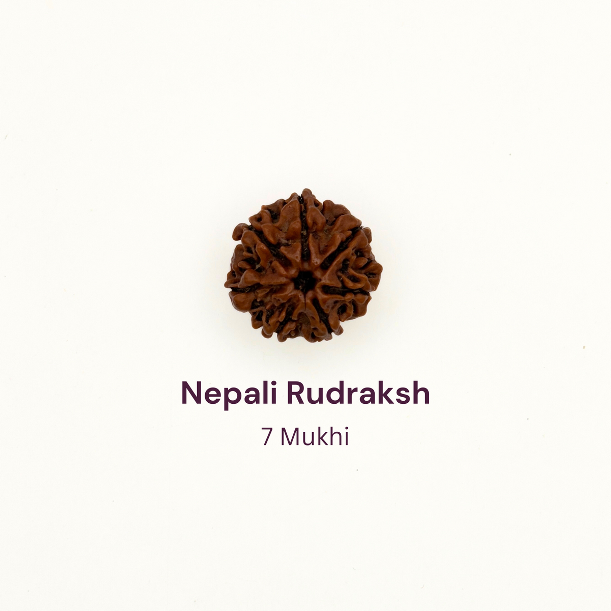 7 Mukhi Rudraksh Bead Natural Nepal Origin