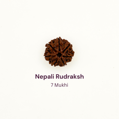 7 Mukhi Rudraksh Bead Natural Nepal Origin