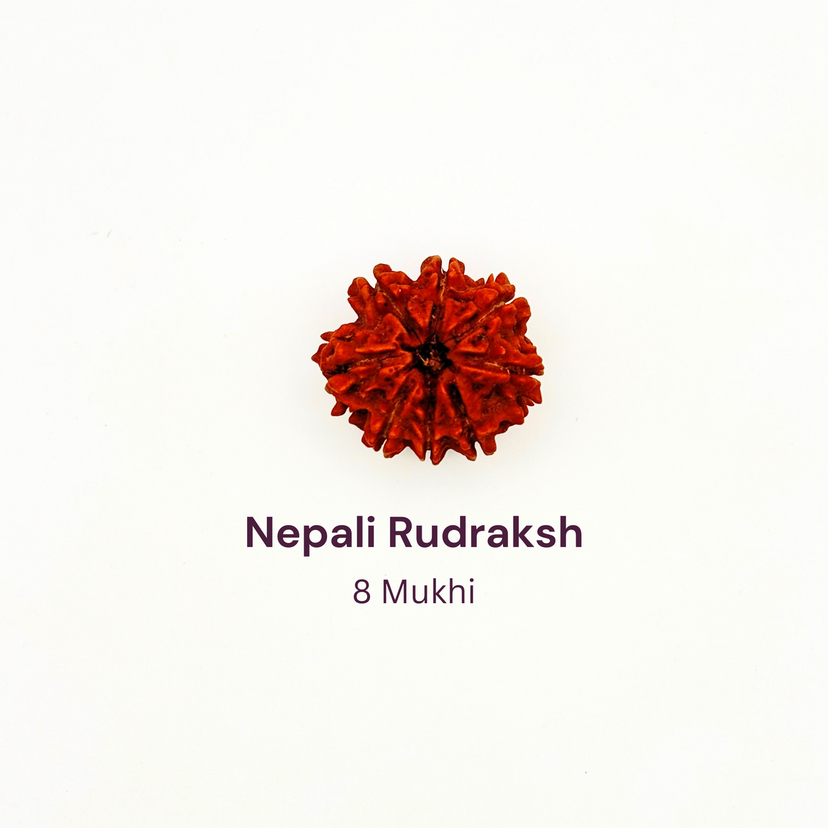 8 Mukhi Rudraksh Bead Natural Nepal Origin