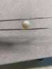 7.83 Carat Natural South Sea Pearl - Sachcha Moti - Lab Certified